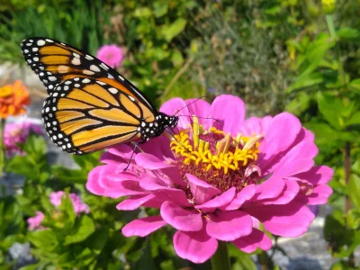 monarch on a pink zinna