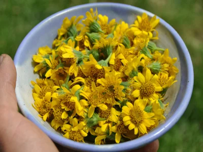 Arnica flowers