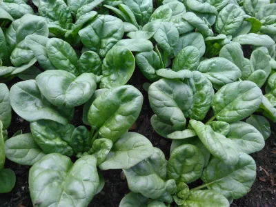 winter spinach