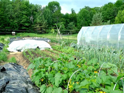 vegetable gardens